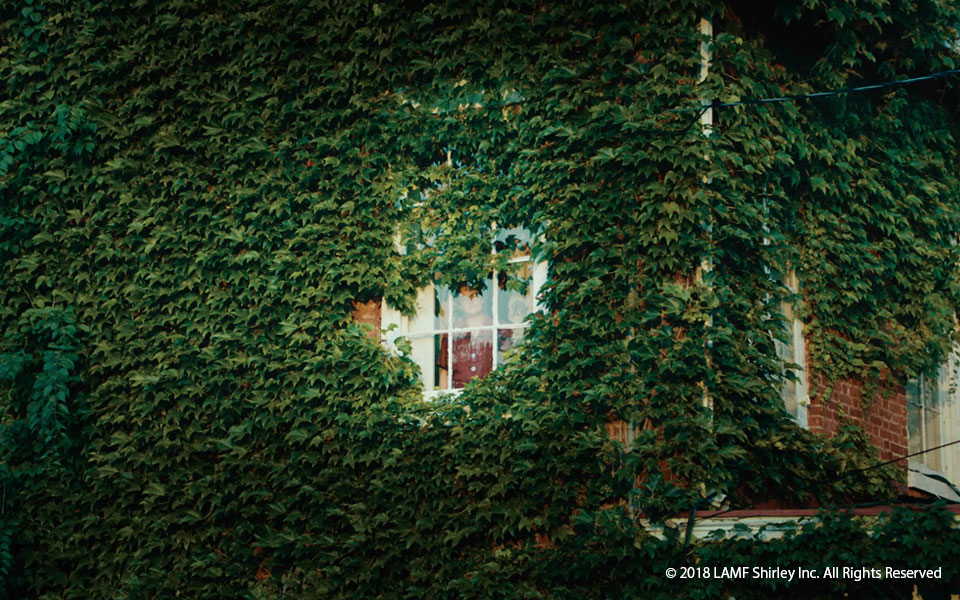 9月上映予定のラインナップ発表 お知らせ CINEMAPOST 漁港口の映画館シネマポスト 山口県下関市のミニシアター